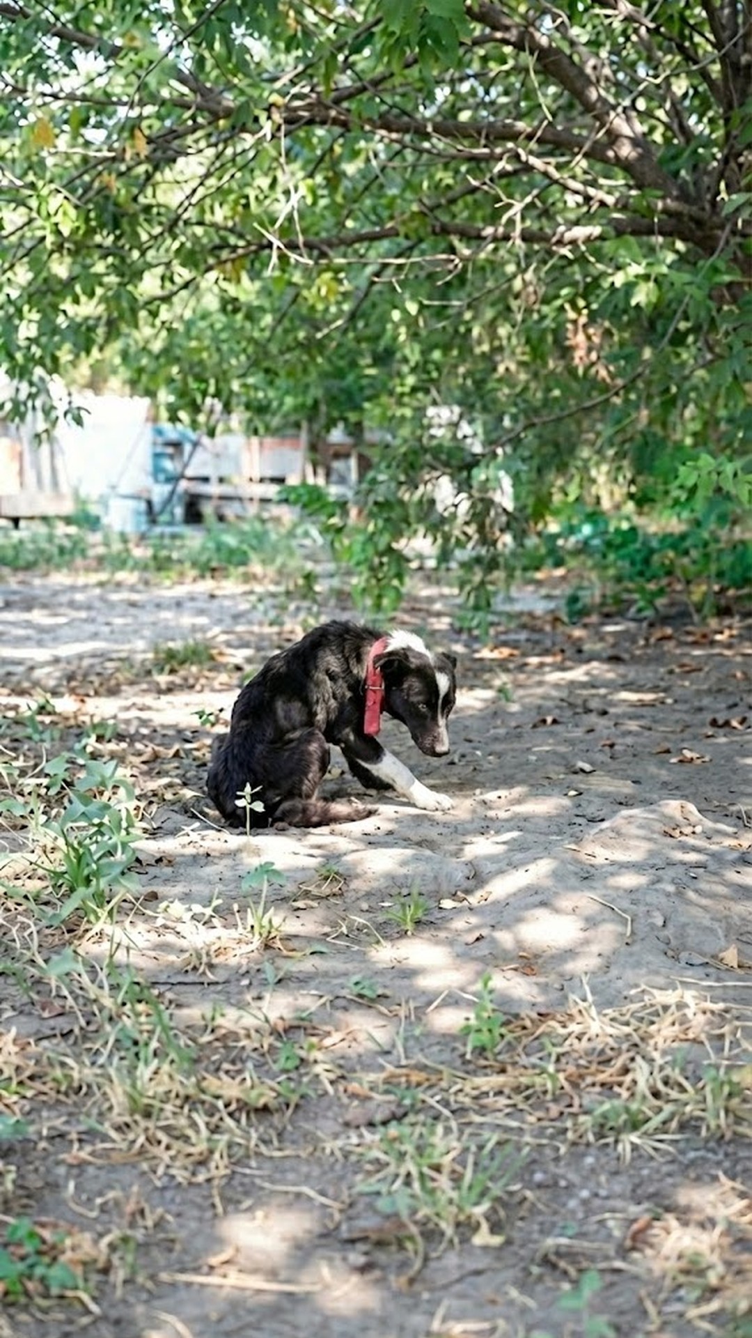 Rescue Team Finds Gwen Chained Under a Texas Sun, Just Seconds from Death