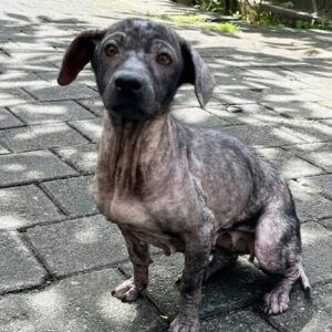 Stray Dog Leads Rescuers to Family Suffering from Scabies