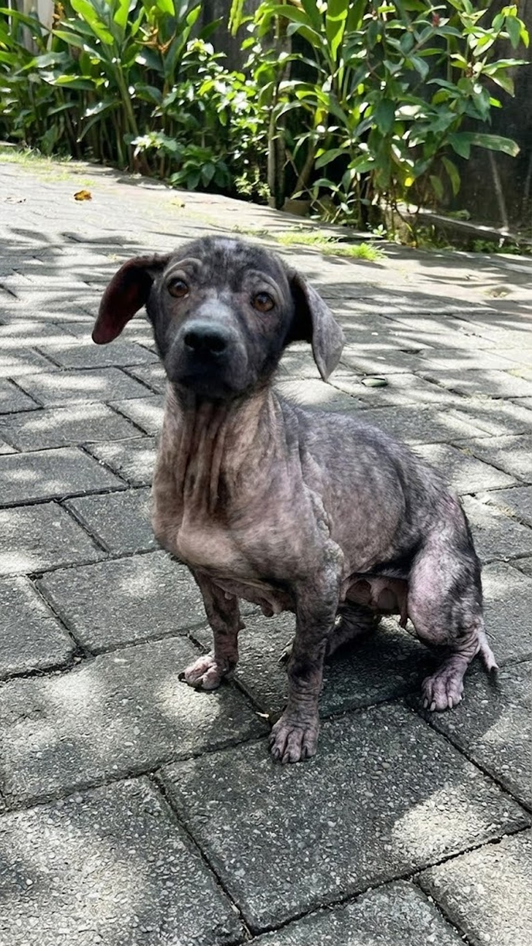 Stray Dog Leads Rescuers to Family Suffering from Scabies