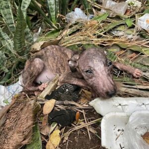 Gorgojita's Heartwarming Recovery from Trauma to Playfulness in Just 20 Days