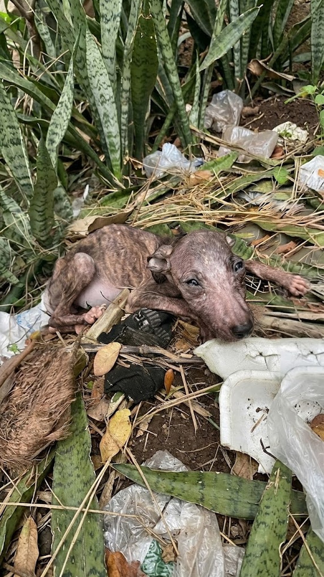 Gorgojita's Heartwarming Recovery from Trauma to Playfulness in Just 20 Days