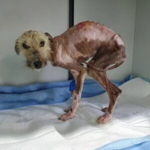 Ivy's Incredible Recovery: Gaining 2 Kilograms in Just One Week