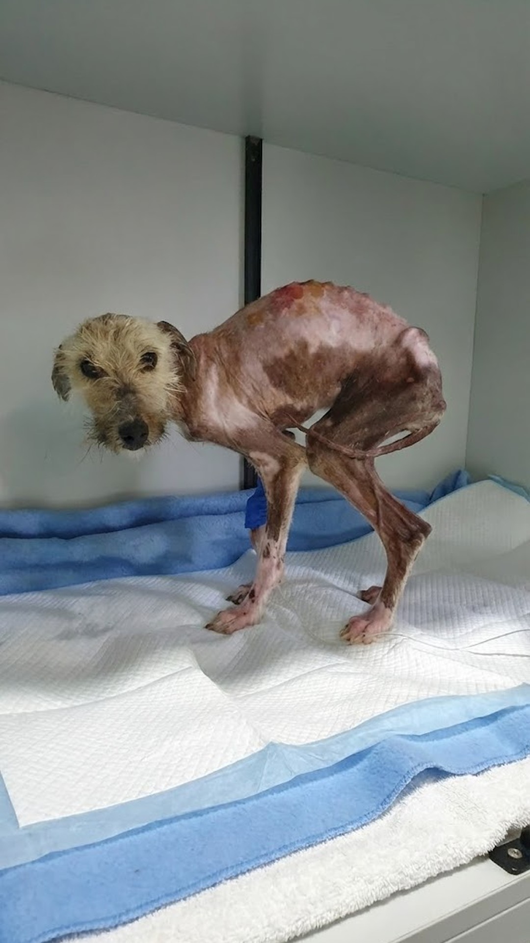Ivy's Incredible Recovery: Gaining 2 Kilograms in Just One Week