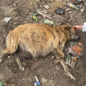 From Trash to Triumph: Abandoned Dog's Miraculous Birth After Two Days