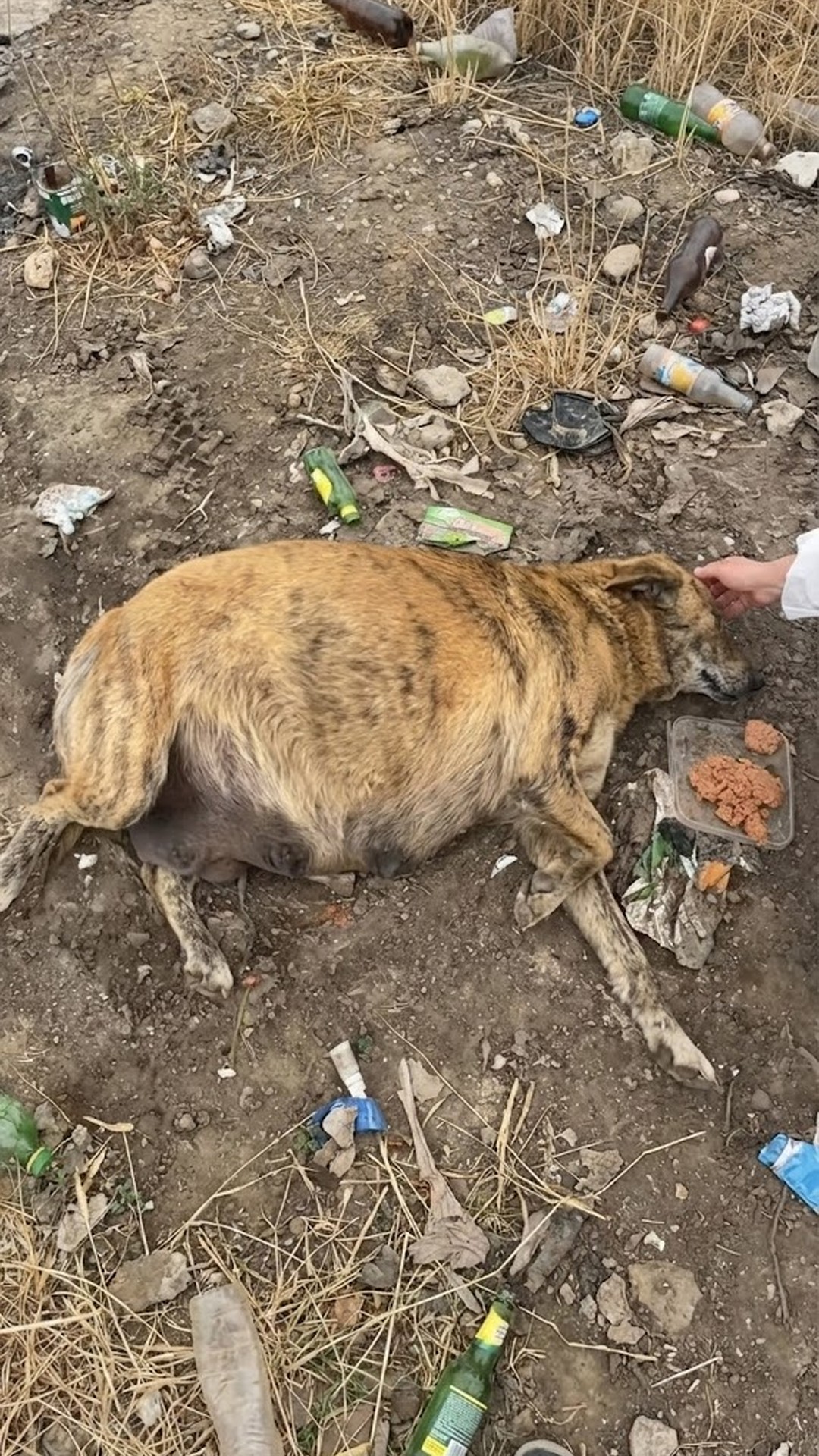 From Trash to Triumph: Abandoned Dog's Miraculous Birth After Two Days