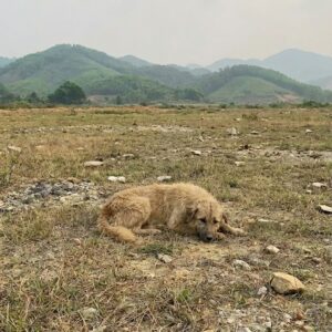 From Abandonment on a Rural Road to Standing for the First Time
