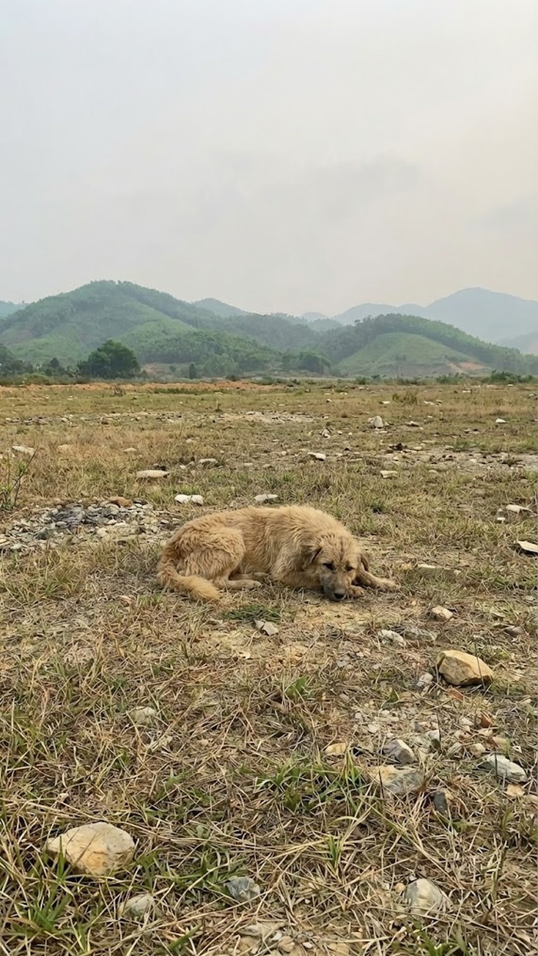 From Abandonment on a Rural Road to Standing for the First Time