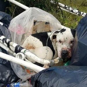 Rescue Team Saves Charlie the Pit Bull Found Tied in Trash