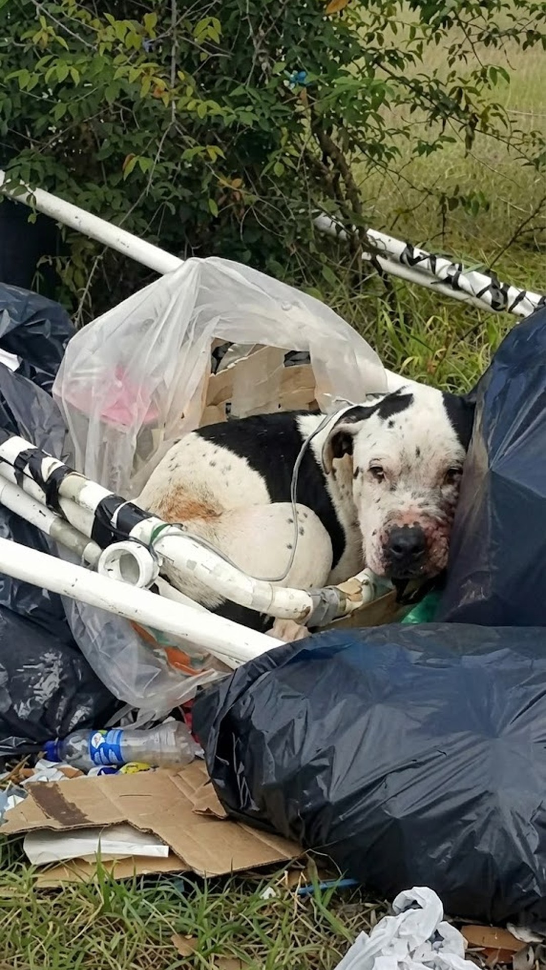 Rescue Team Saves Charlie the Pit Bull Found Tied in Trash
