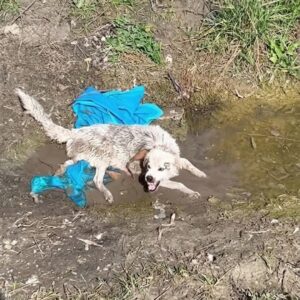 Rescuers Discover Strangled Dog in Ditch, Fight to Save Her and Puppies