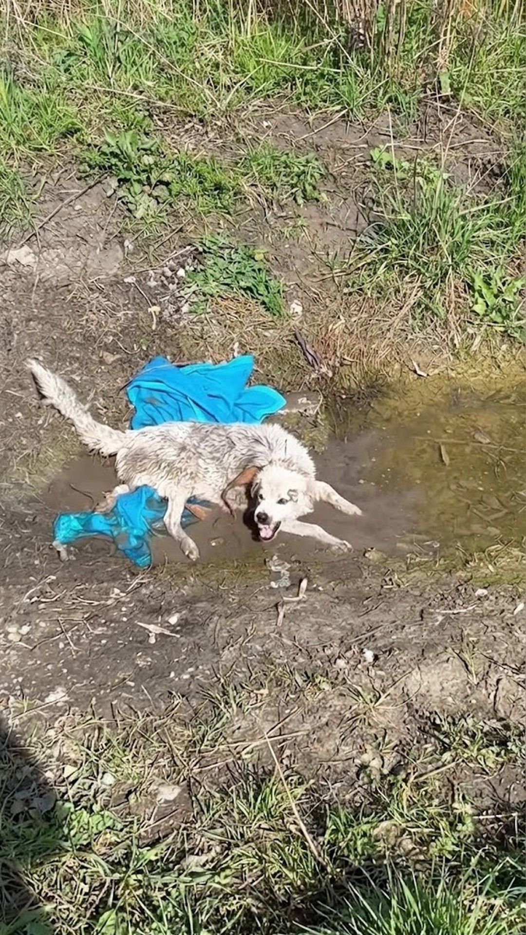 Rescuers Discover Strangled Dog in Ditch, Fight to Save Her and Puppies