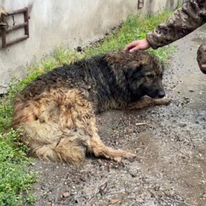 Fighter the Dog Smiles Again After Surviving Poisoning and Neglect