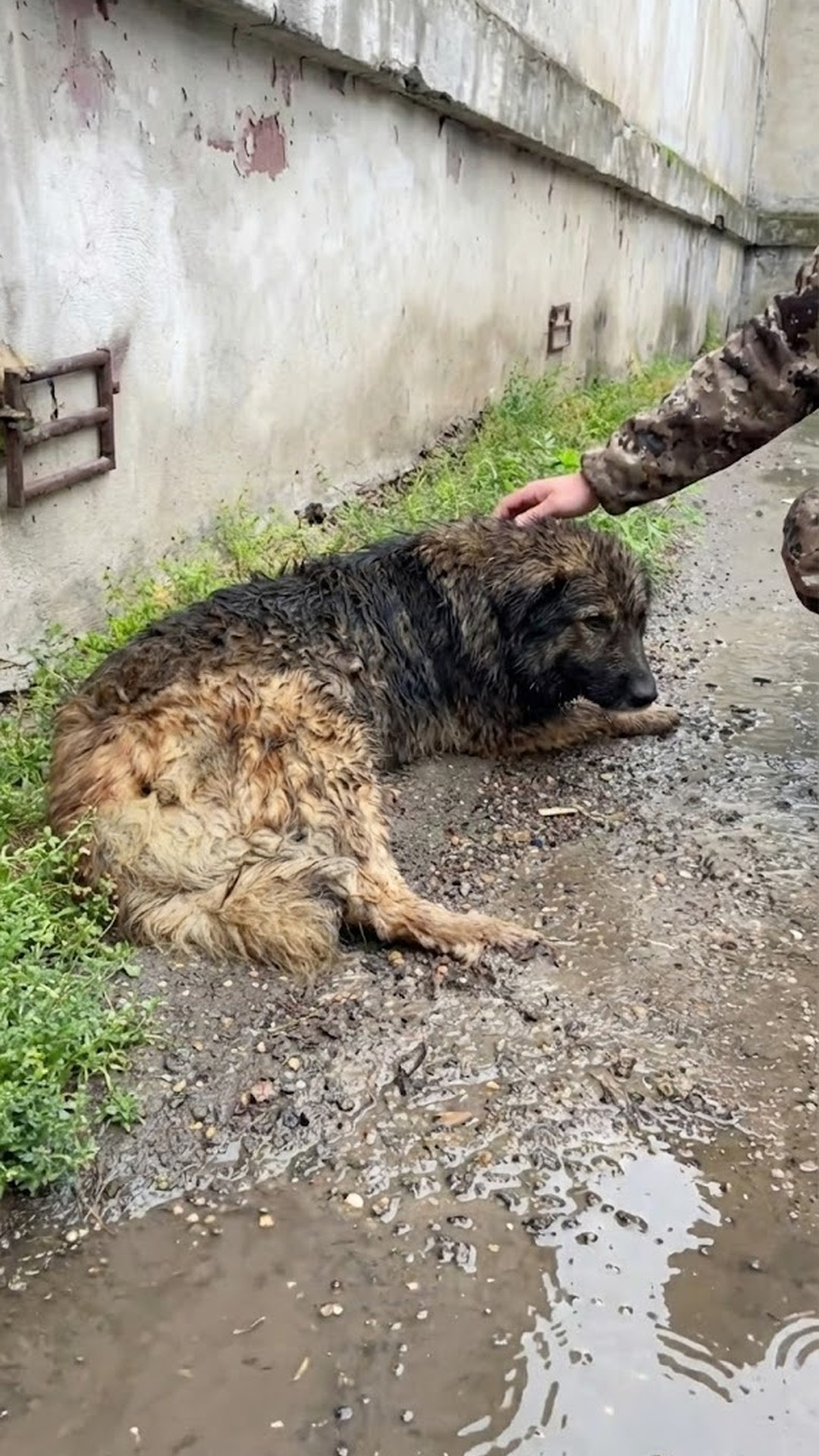 Fighter the Dog Smiles Again After Surviving Poisoning and Neglect