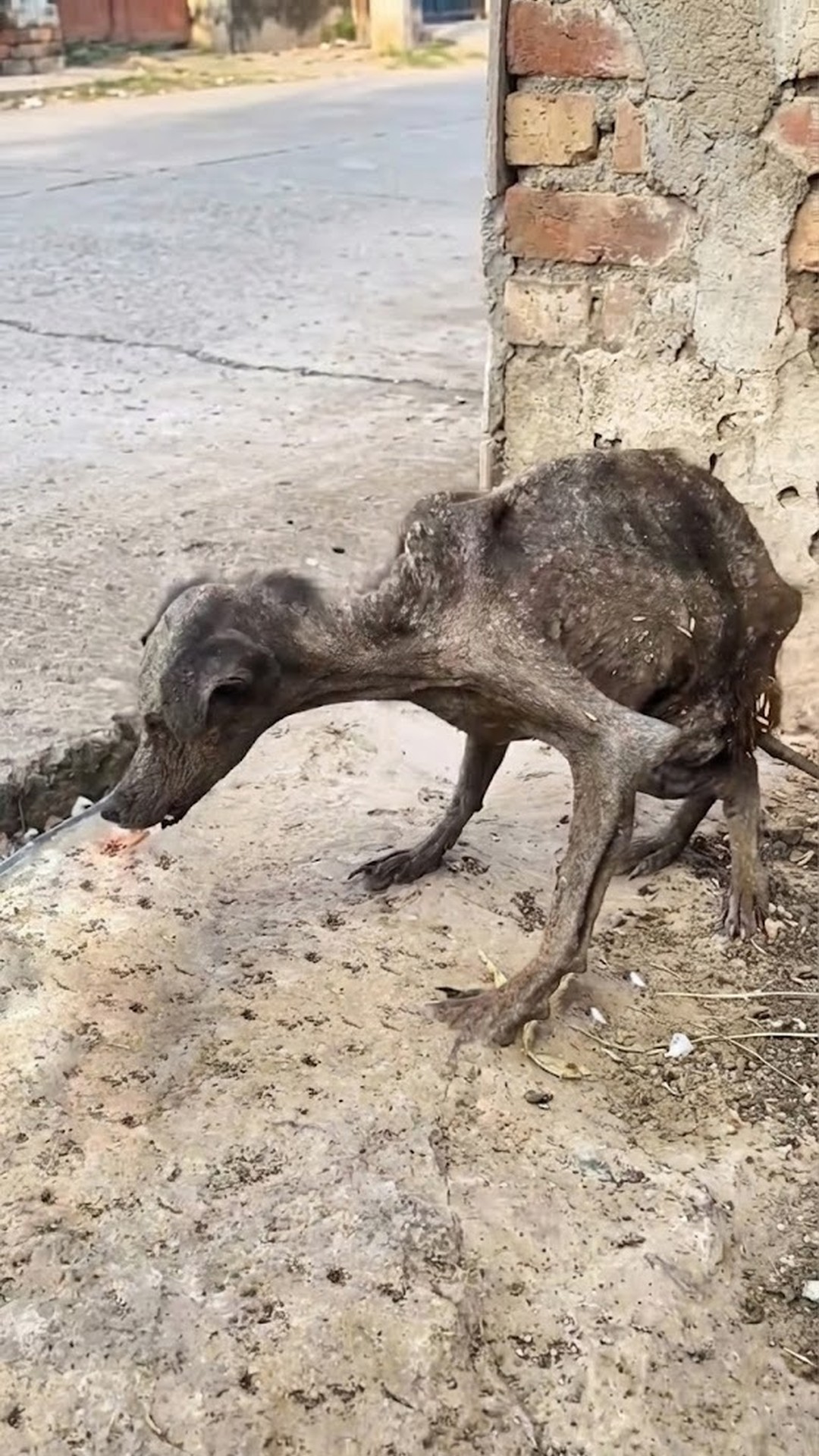 Hattie the Puppy Finds Her Voice After Leaving a Plastic Box