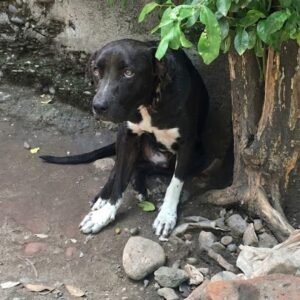 Titan's Rescue: From Painfully Chained to a Life of Freedom