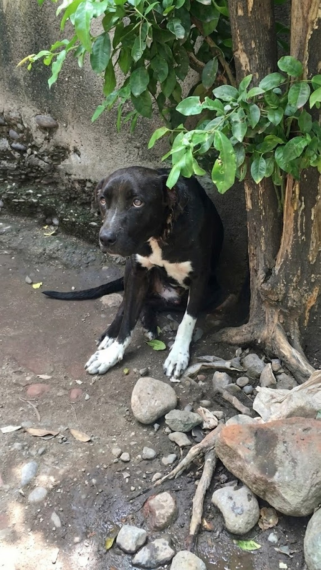 Titan's Rescue: From Painfully Chained to a Life of Freedom