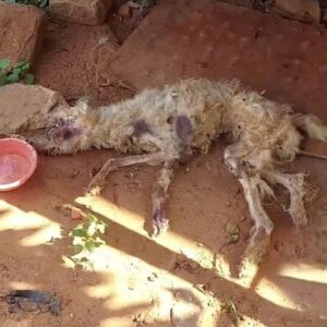 Rescue Team Saves Angelito: A One-Eyed Dog Found in Abandoned Building