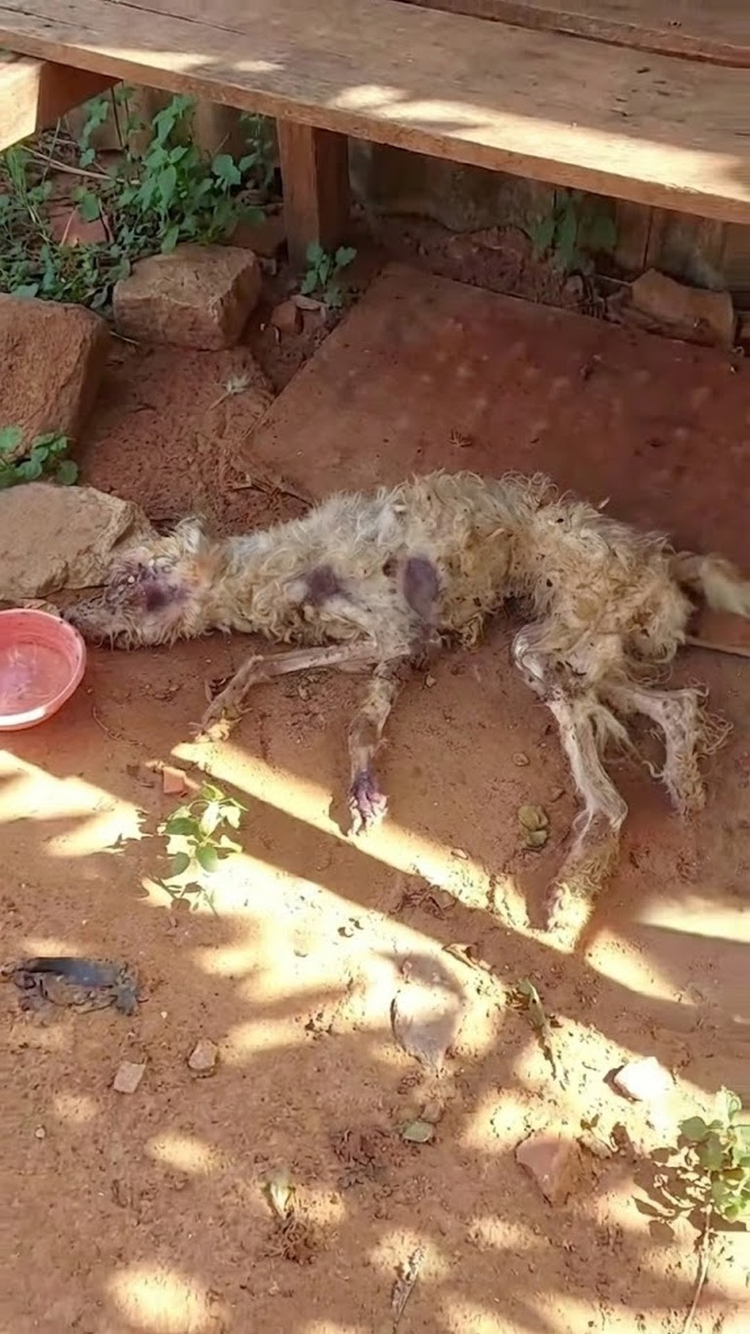 Rescue Team Saves Angelito: A One-Eyed Dog Found in Abandoned Building