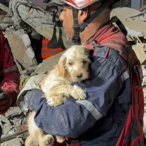 Firefighters Discover Tiny Puppy Buried in Rubble After Earthquake