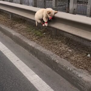 Rescuers Discover Puppy Bound by Ropes and in Dire Need of Help