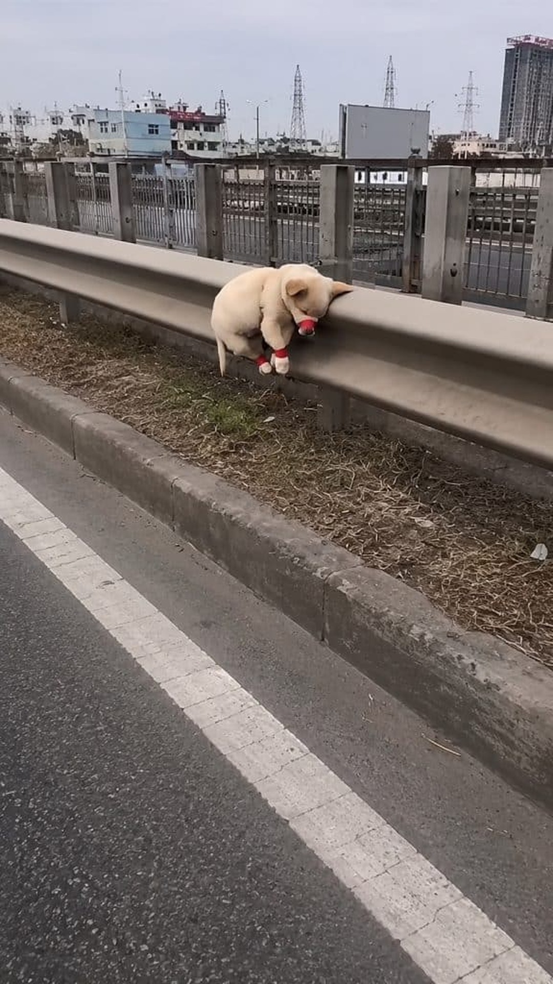 Rescuers Discover Puppy Bound by Ropes and in Dire Need of Help