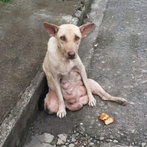 Stray Dog Dragged Herself Across Pavement to Search for Missing Puppies