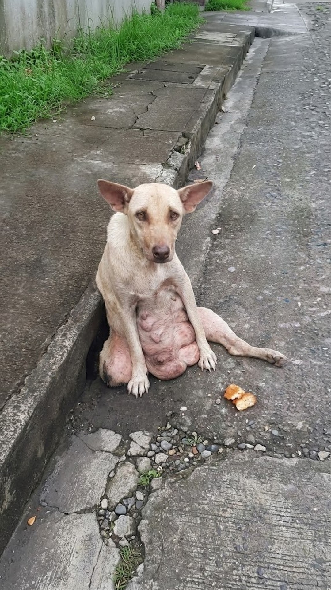 Stray Dog Dragged Herself Across Pavement to Search for Missing Puppies