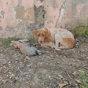 Mother Dog's Silent Vigil: A Heartfelt Plea for Her Puppy’s Survival