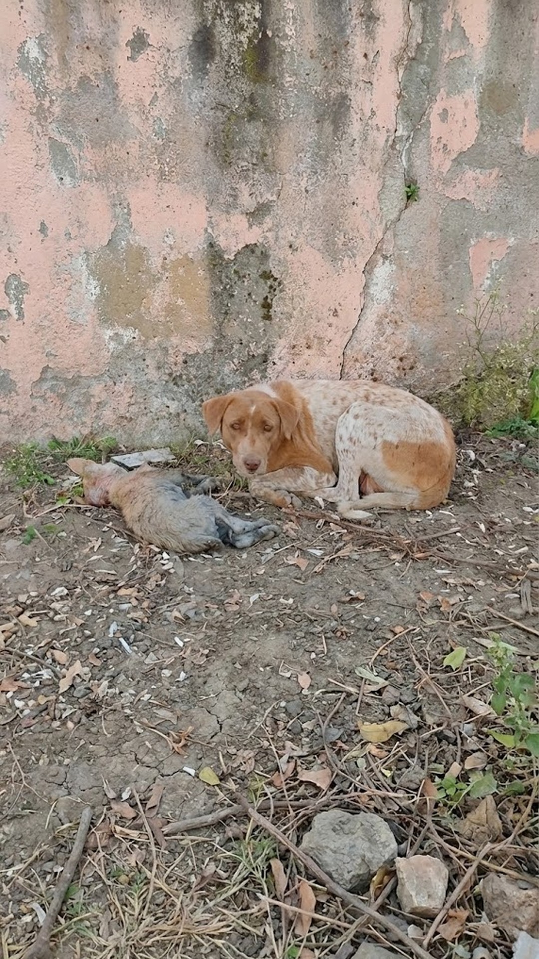 Mother Dog's Silent Vigil: A Heartfelt Plea for Her Puppy’s Survival