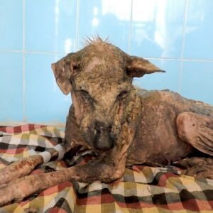 Helen's Remarkable Recovery: From Skeletal to Playful in Just Ten Days