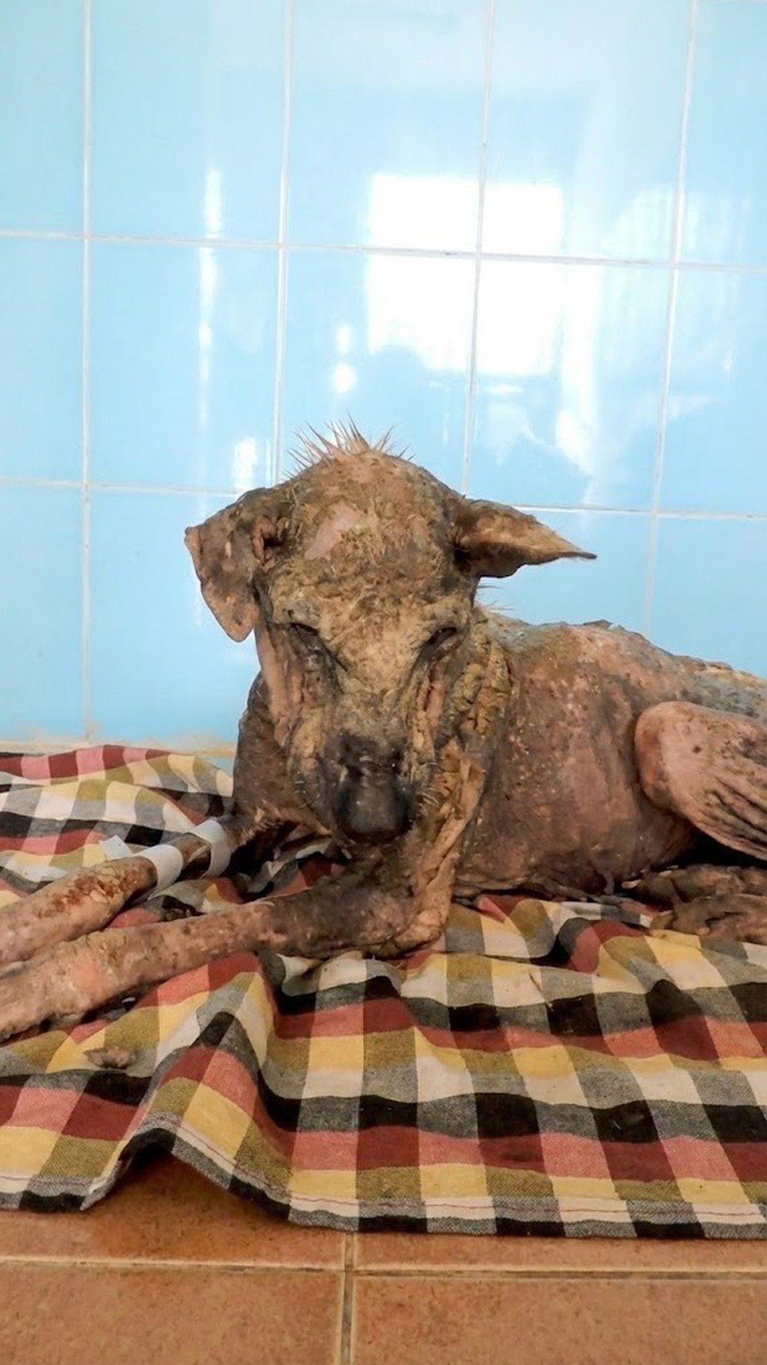 Helen's Remarkable Recovery: From Skeletal to Playful in Just Ten Days