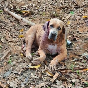Arizona's Recovery Journey: From Neglect to Healing in Just Months