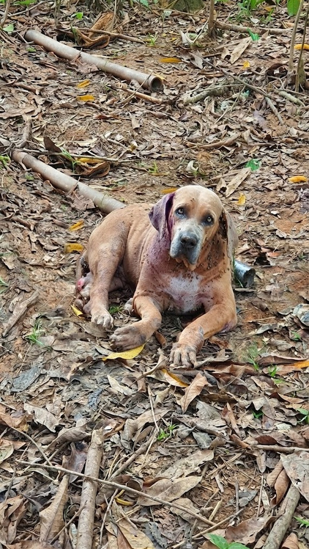 Arizona's Recovery Journey: From Neglect to Healing in Just Months