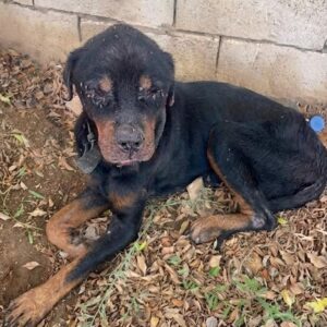 Rescue Team Saves Charlie: Abandoned Blind Dog Left Tied to a Post