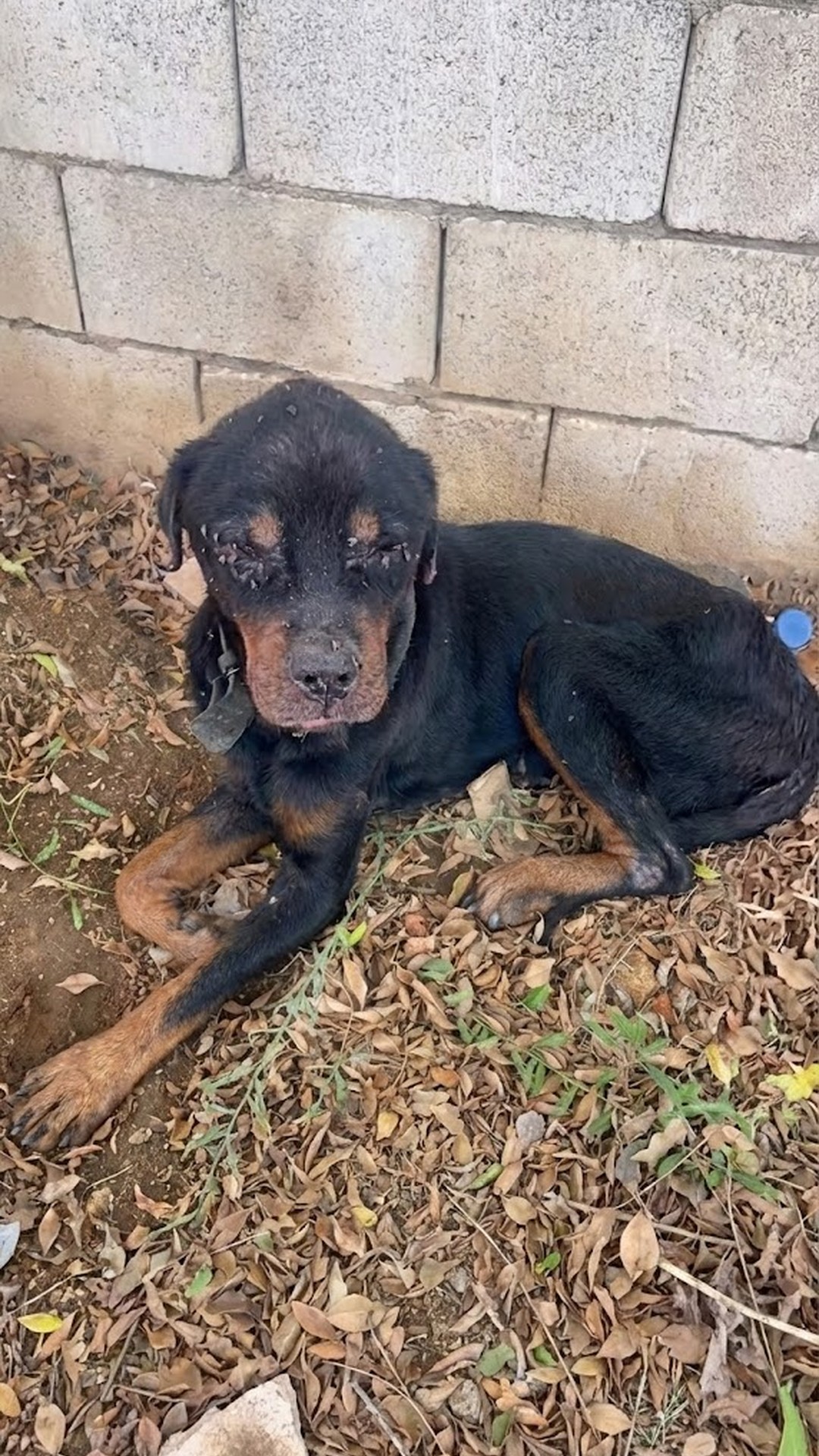 Rescue Team Saves Charlie: Abandoned Blind Dog Left Tied to a Post
