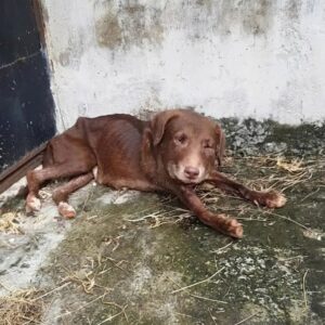 Rescuer Spots Dog Trapped in Collar for Years, Changes Her Life Forever