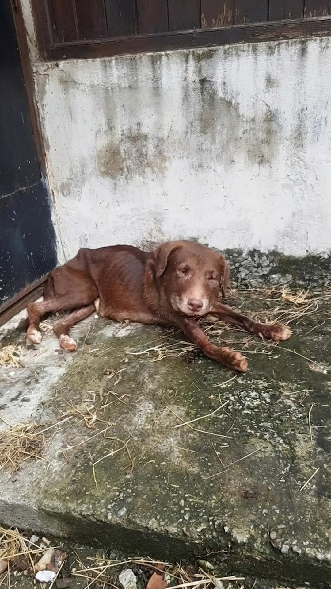 Rescuer Spots Dog Trapped in Collar for Years, Changes Her Life Forever