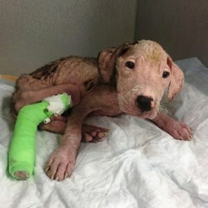 Canine Blood Donor Saves Chase: A Heroic Act of Compassion