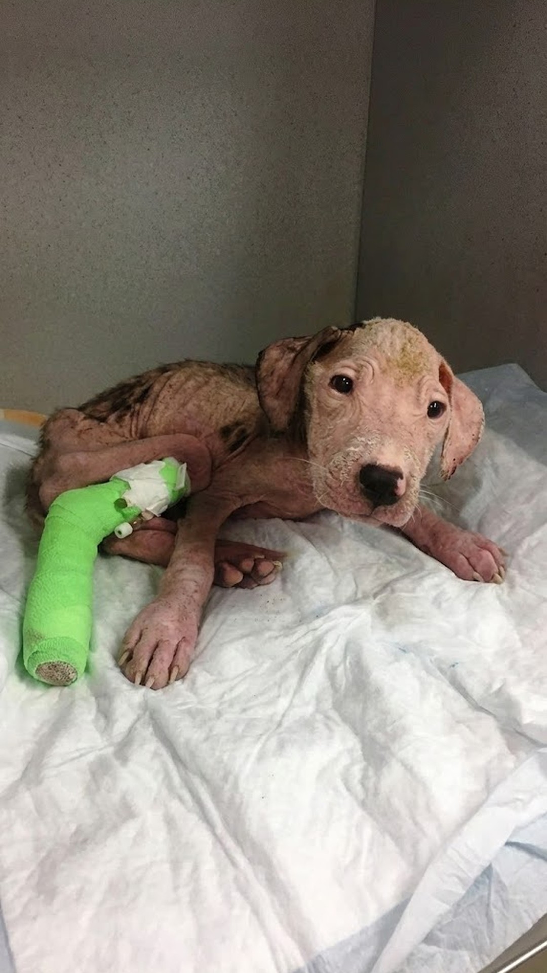 Canine Blood Donor Saves Chase: A Heroic Act of Compassion