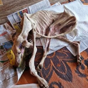 Diana's Journey: Eight Kilograms Gained After 200 Days of Care