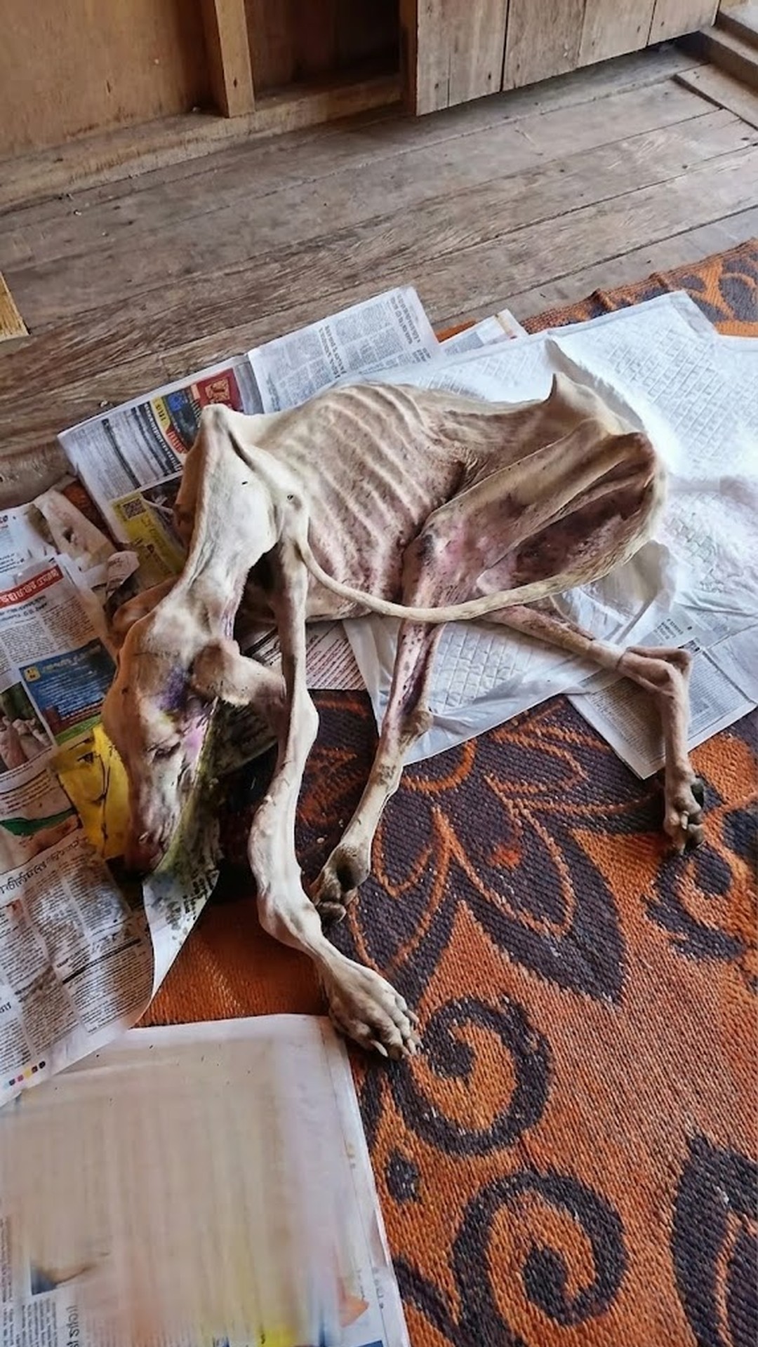 Diana's Journey: Eight Kilograms Gained After 200 Days of Care