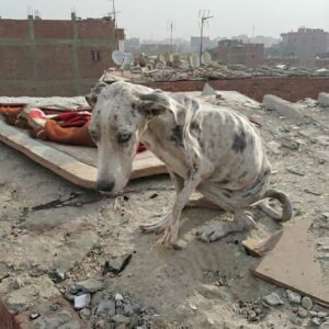 Nurse Rescues Near-Dead Dog Angelo from Dusty Roadside