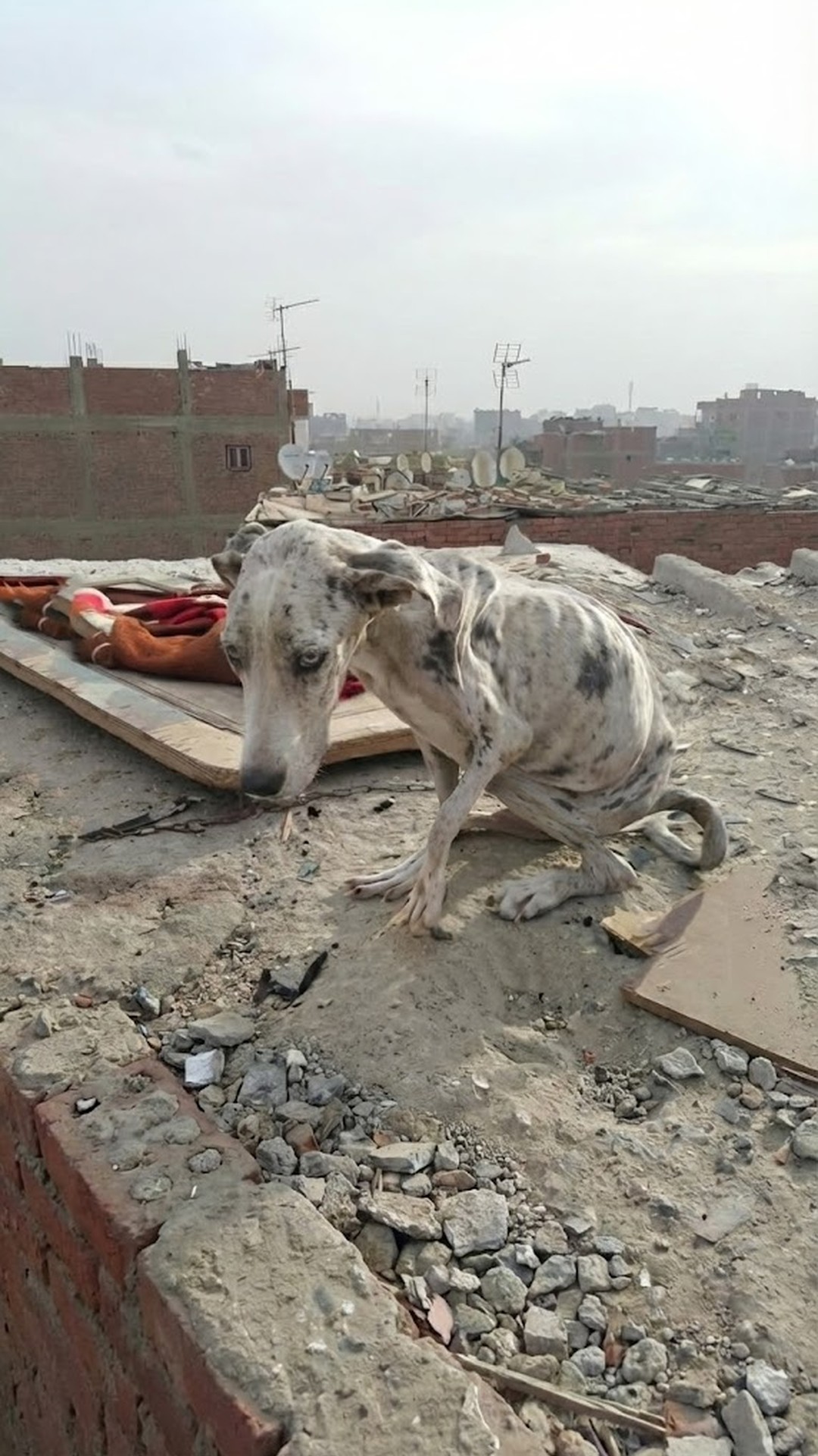 Nurse Rescues Near-Dead Dog Angelo from Dusty Roadside