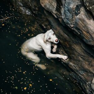 Dog Rescued from Deep Well After Days of Isolation and Despair