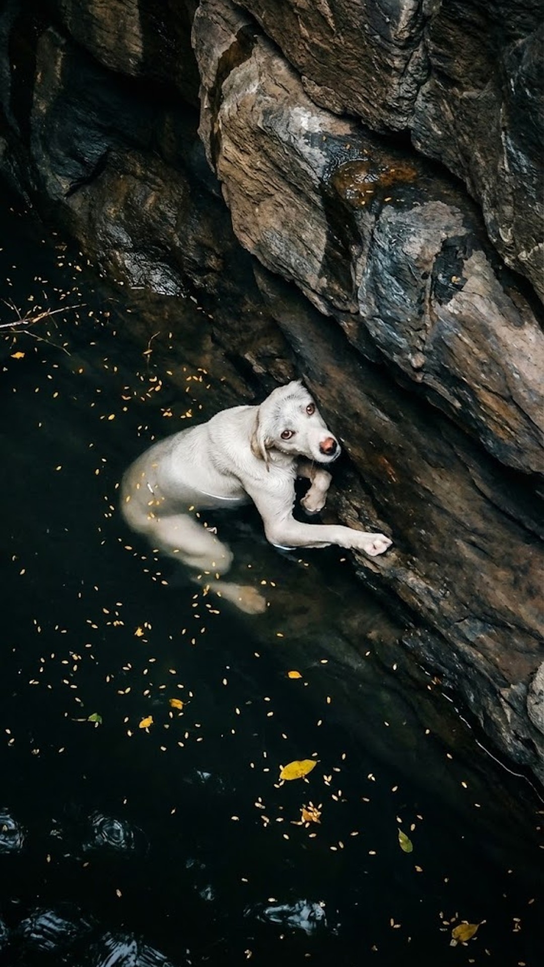 Dog Rescued from Deep Well After Days of Isolation and Despair
