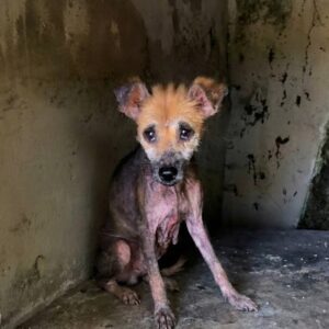 Lucy Ray's Miraculous Transformation: From Caged Breeder to Beloved Companion