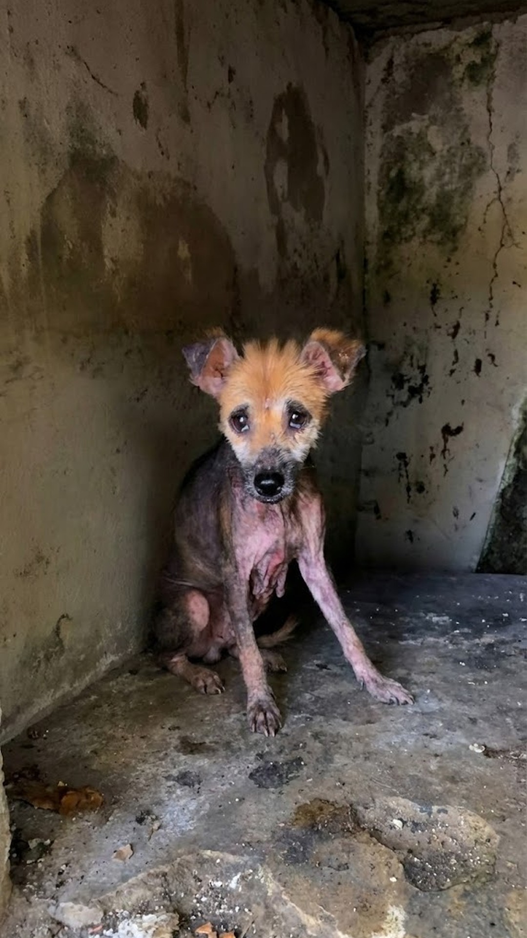 Lucy Ray's Miraculous Transformation: From Caged Breeder to Beloved Companion