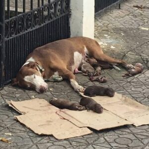 From Cold Concrete to Cozy Home: A Mother's Fight for Her Puppies' Survival