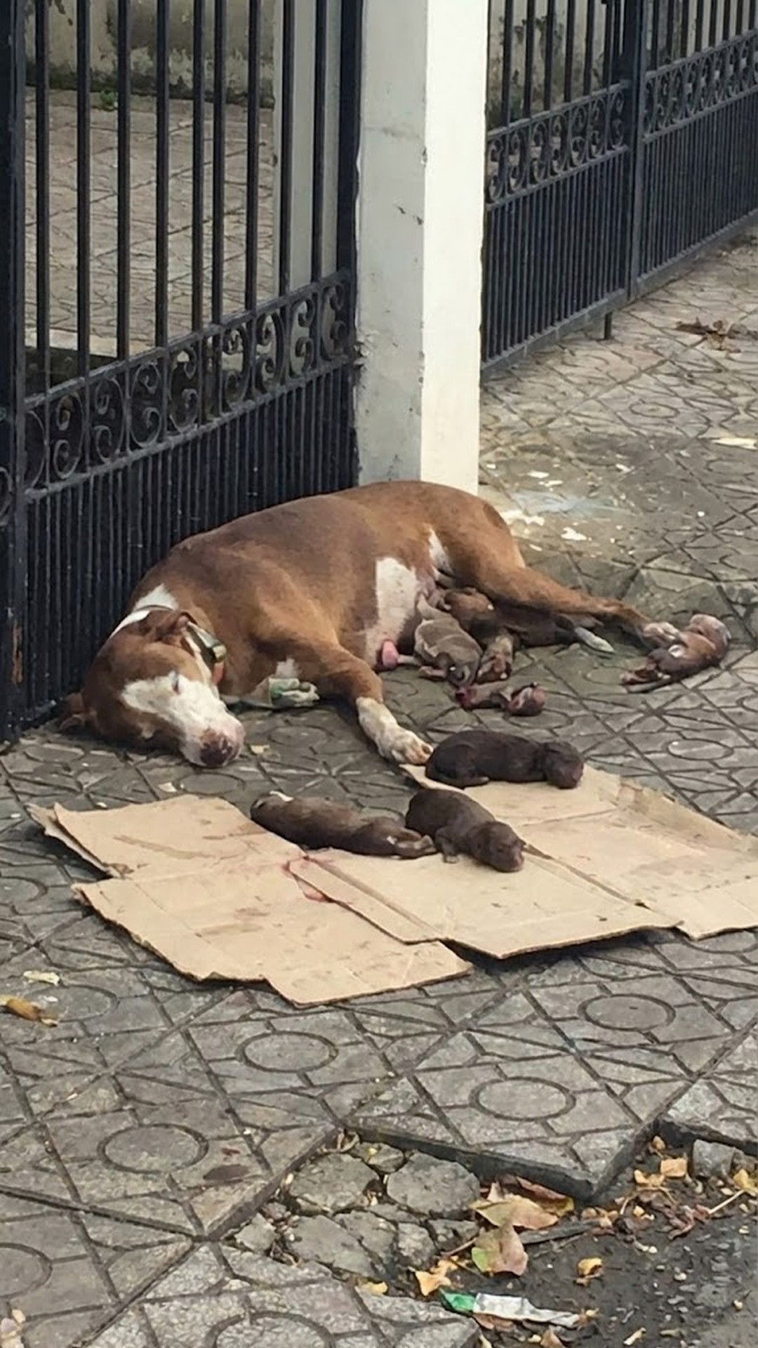From Cold Concrete to Cozy Home: A Mother's Fight for Her Puppies' Survival