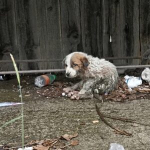 Rescue from Rubble: A Stray Dog's Recovery Over Days